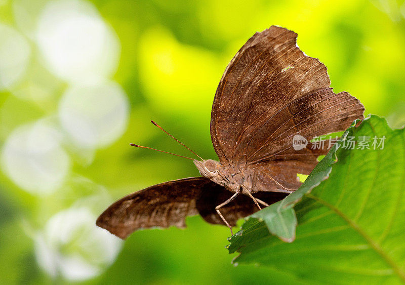 叶蝶展翅的动物行为。