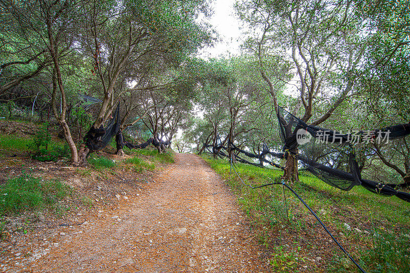 在希腊的橄榄树地里，用黑网收割新鲜的橄榄