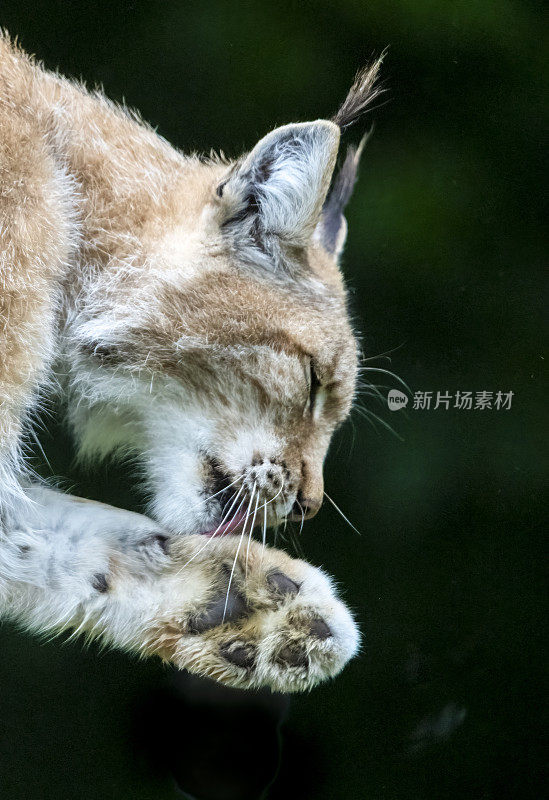 成年雄性欧亚山猫