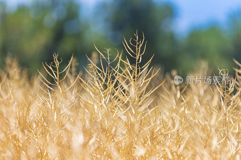 甘蓝型油菜的种子可以收割了