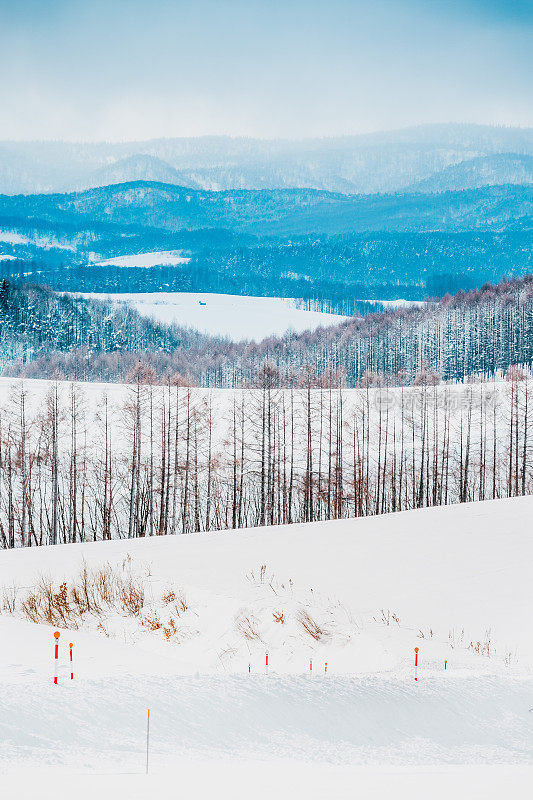 落叶松林在雪山上，碧蓝的天空在比北