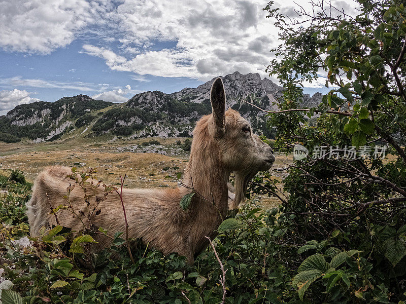 在大自然中吃山羊