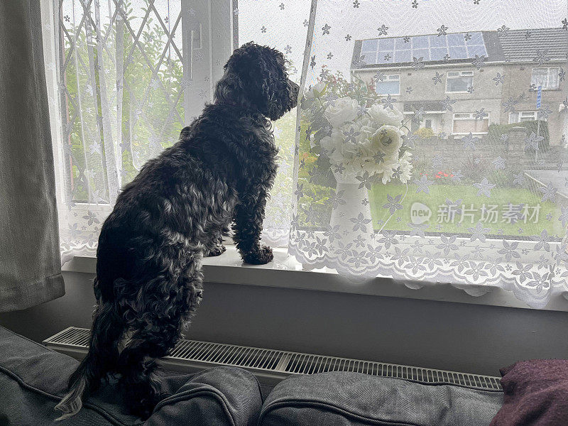 一只西班牙猎犬笔直地站在沙发上，从窗户往外看