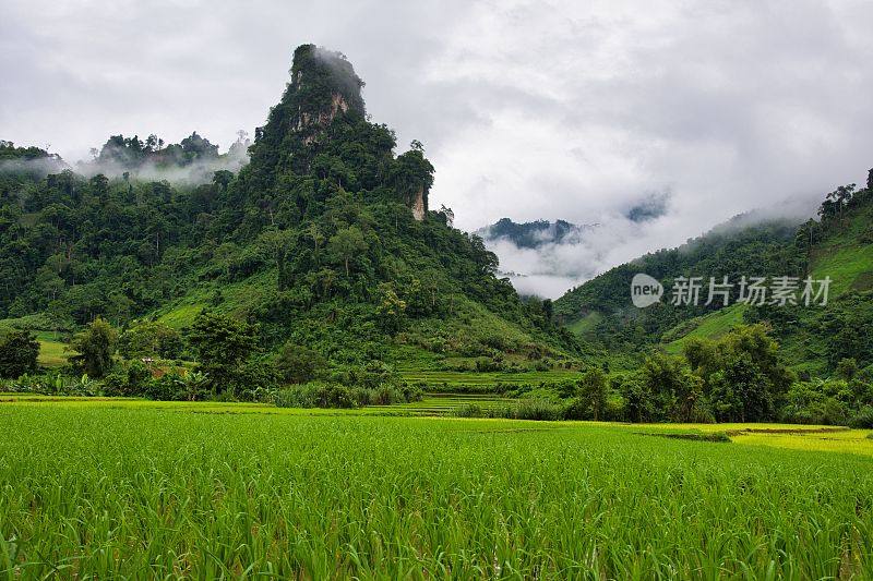 壮美的稻田后面的山，北面的老挝自然。高质量的照片