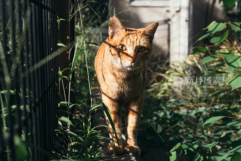 迷途的橙色虎斑猫从篱笆里溜了出来