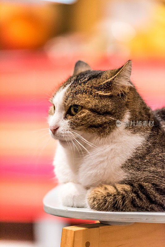 在家庭厨房的椅子上休息的印花布虎斑猫