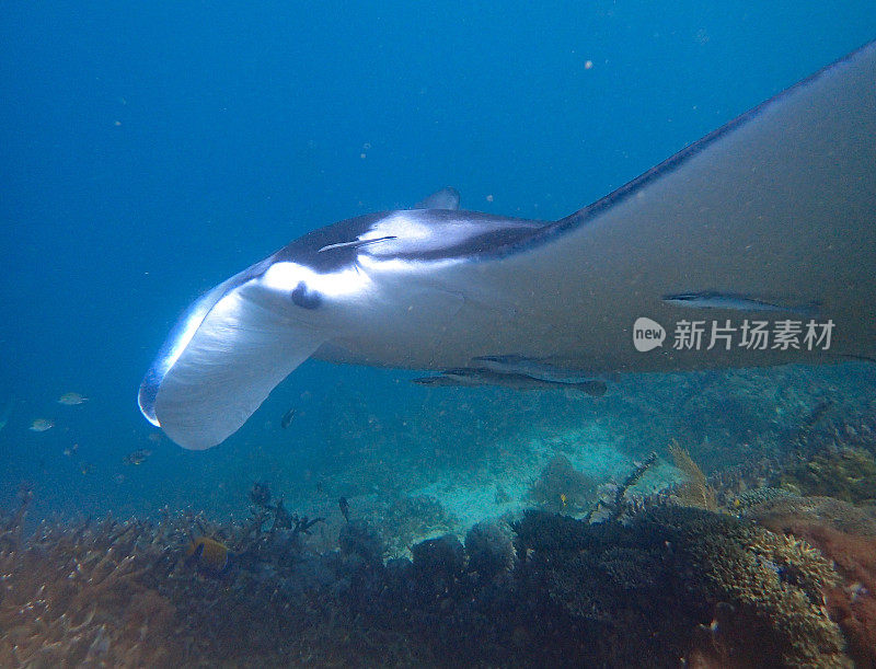 蝠鲼游泳