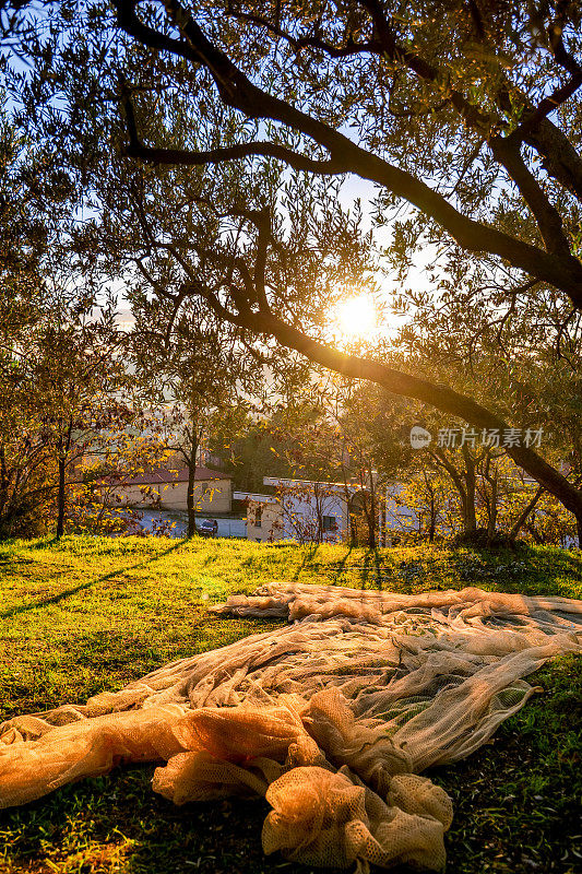 在翁布里亚山上的橄榄树收获季节，秋日的落日穿过橄榄树