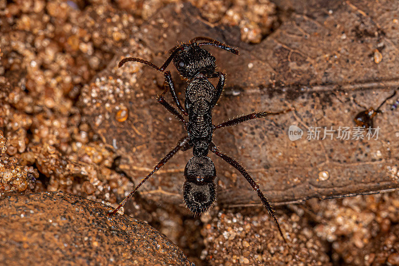 成年雌性蚂蚁