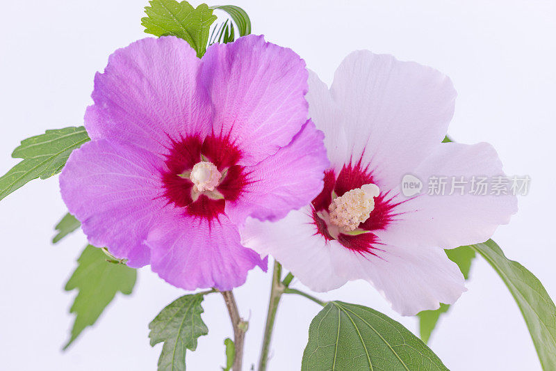 一张芙蓉花在白色背景上绽放和生长的照片。百合花盛开，芙蓉花蕾绽放。