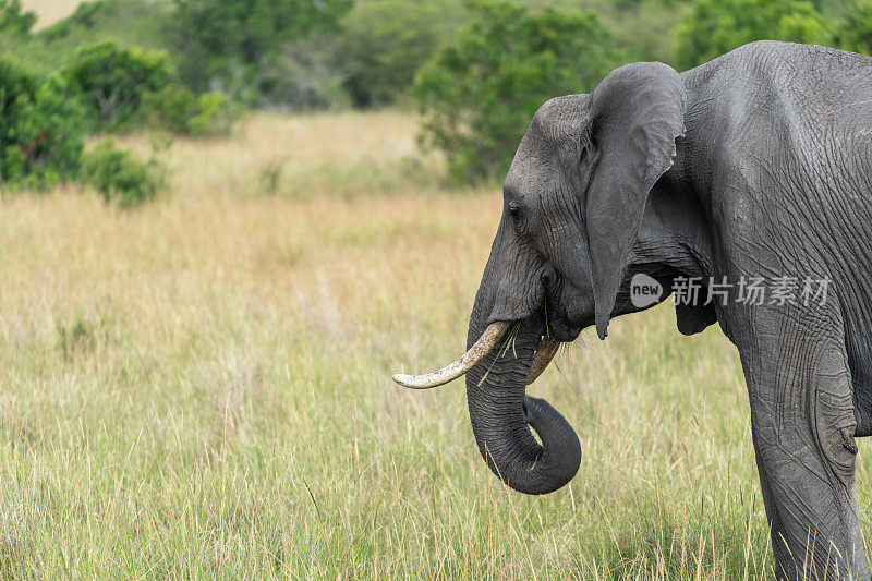 肯尼亚马赛马拉的一头非洲象的侧面肖像