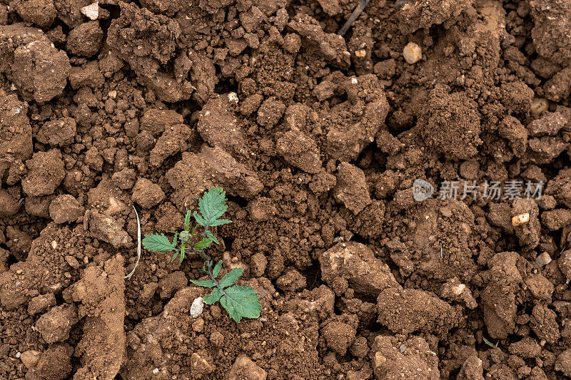 在深棕色地面背景的绿色植物周围，干燥的肥料颗粒。特写镜头。根喂养。