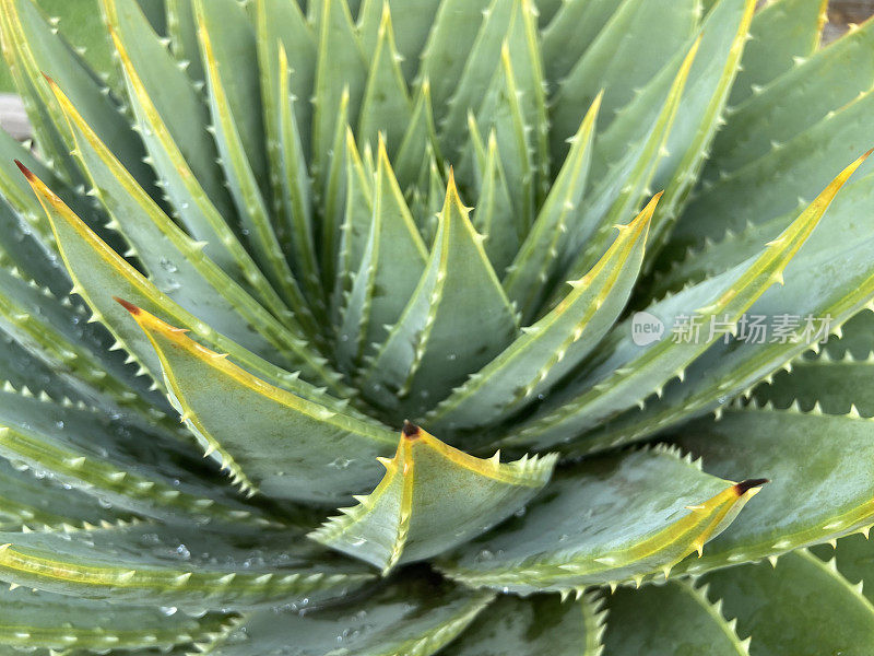 龙舌兰植物图案特写