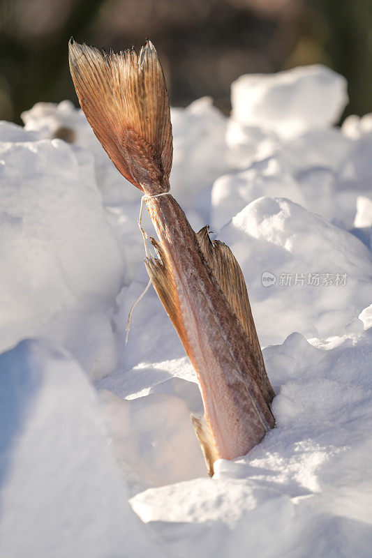 罗弗敦岛在雪中晒干的鳕鱼。挪威。