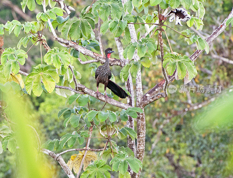 哥斯达黎加，树梢上的冠冠鸟