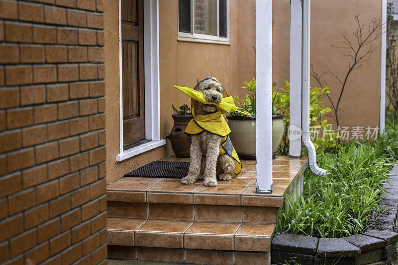 雨天金毛犬散步