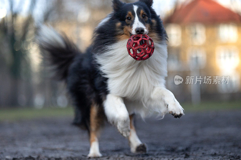 雪莉牧羊犬在玩球