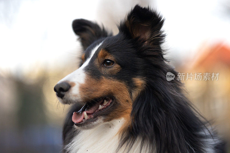 雪梨牧羊犬