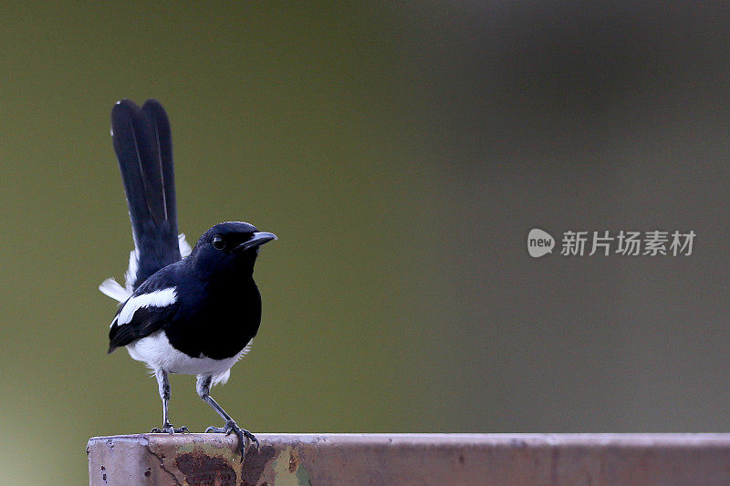 喜鹊鸟