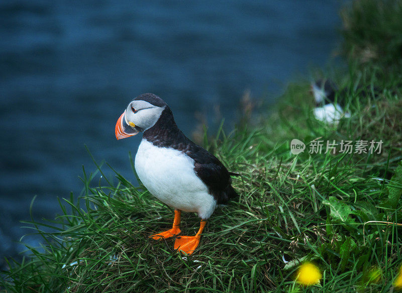 冰岛海岸悬崖上的海鹦