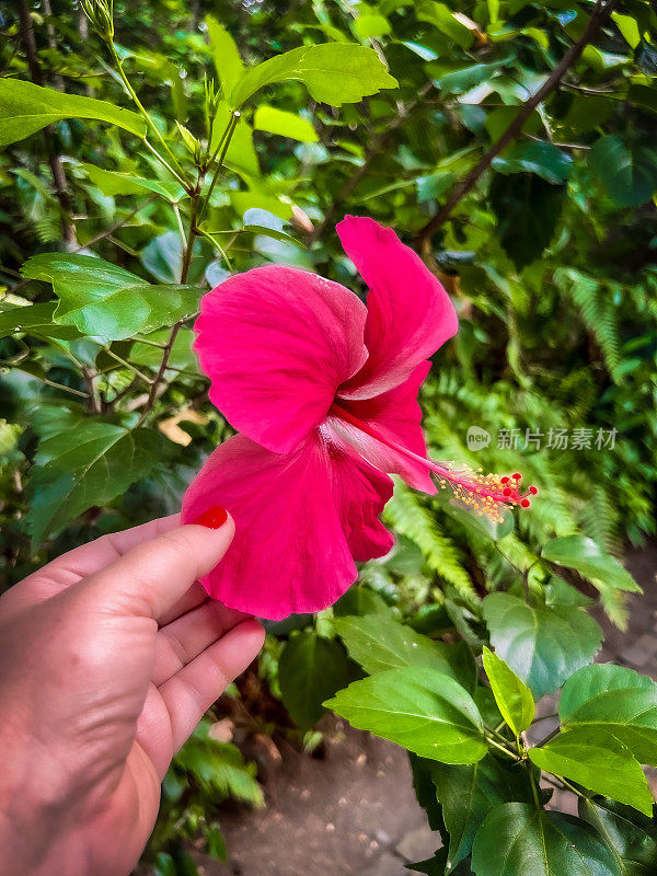 个人视角的观点，在触摸玫瑰植物