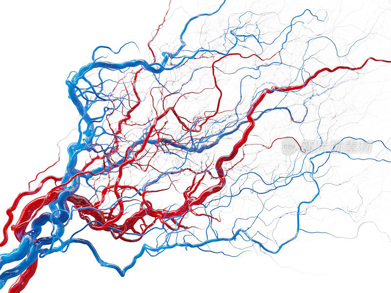 血管系统-白色上的血管-医学插图库存照片库存照片