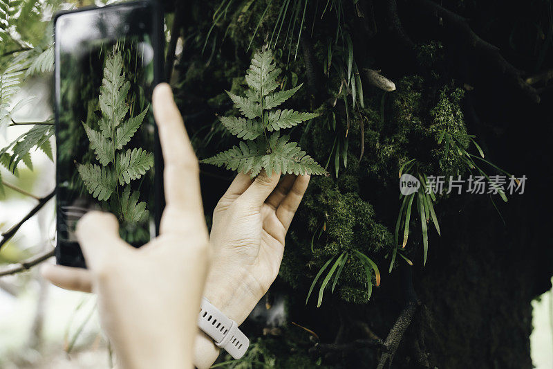 女子用智能手机拍摄森林中的蕨类植物