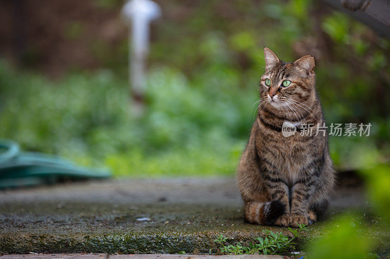 虎斑流浪猫。