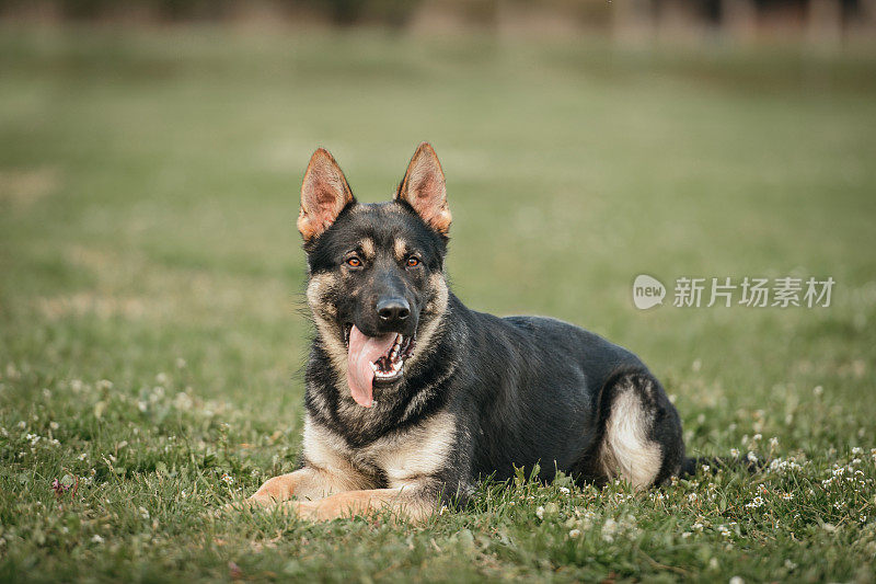 躺在户外的年轻德国牧羊犬