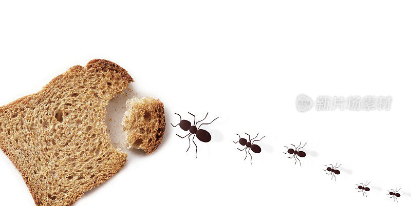白色背景上有许多蚂蚁。蚂蚁吃面包。昆虫的食物。