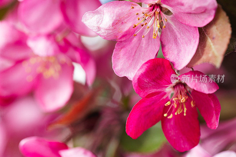 粉红苹果花