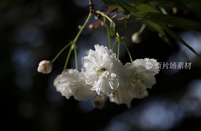 加拿大大温哥华的白色花朵