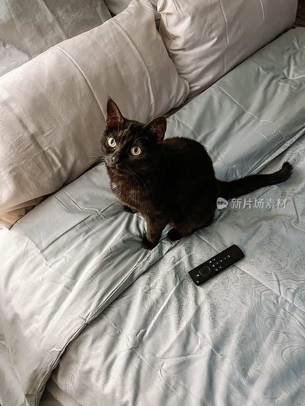 黑猫宠物坐在床上等着看电视