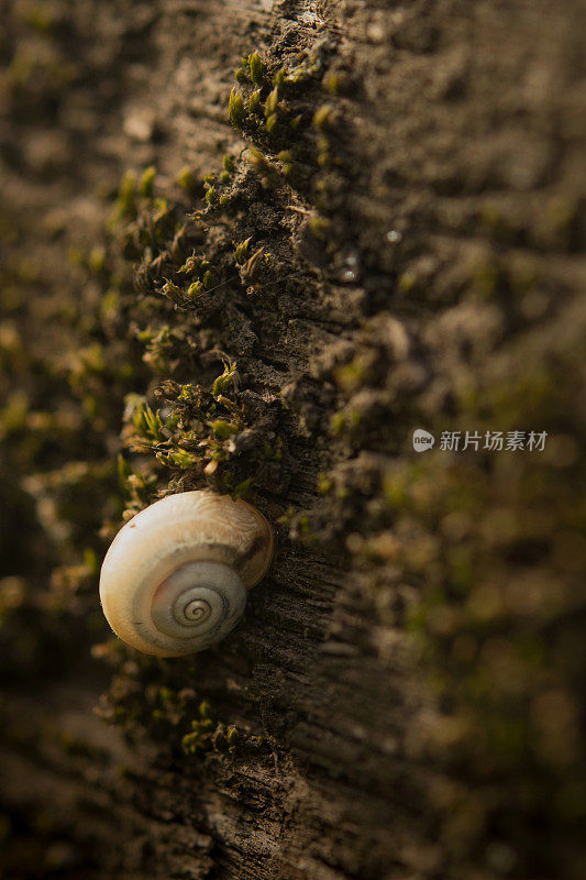 树干上的蜗牛——特写