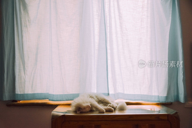 白猫睡在窗边，蓝色的窗帘。