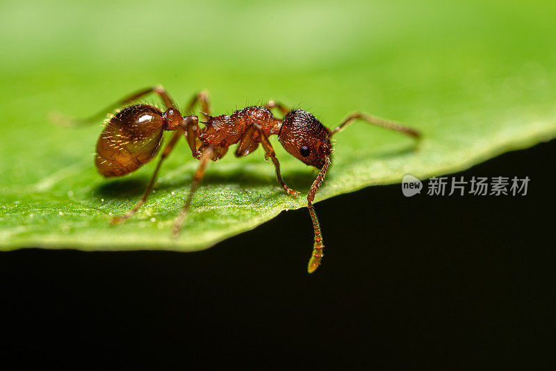 绿叶上的蚂蚁，特写镜头