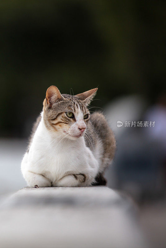 斑纹流浪猫站在街边的墙上。