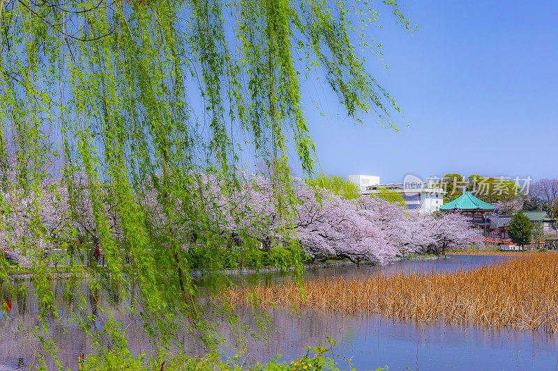 樱花在上野公园，日本，东京，大东，东京