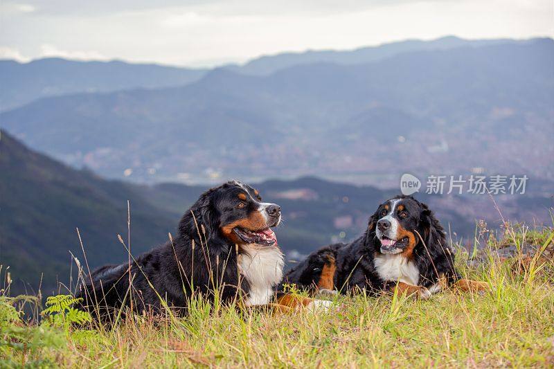 伯恩山犬坐在草地上，以山脉为背景，哥伦比亚麦德林