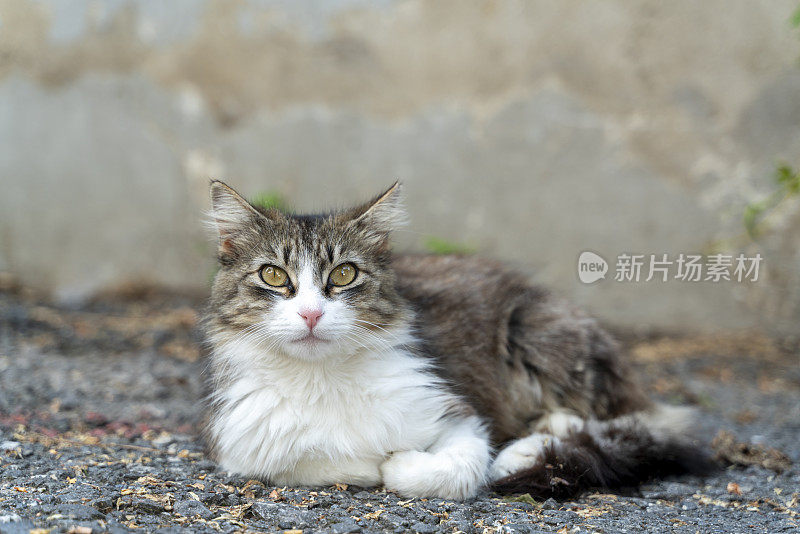 可爱的猫咪在相机前摆姿势