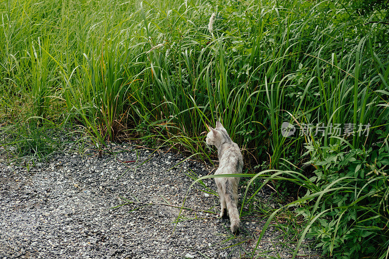 草丛里的灰虎斑小猫