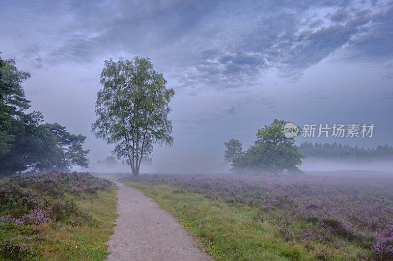 在夏天日出时，穿过石南地盛开的石南地的小路