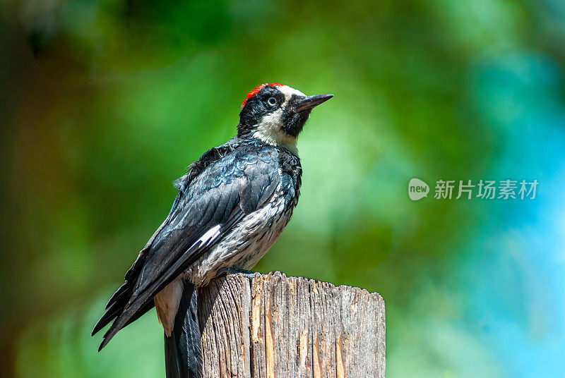 雄性橡子啄木鸟