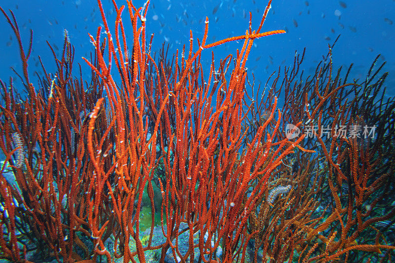 红鞭珊瑚礁，群海洋生物生态系统与五颜六色的海鱼游来游去，以深潜水下景观为背景