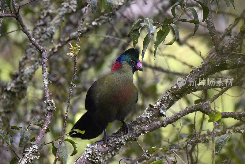 鲁文佐里Turaco