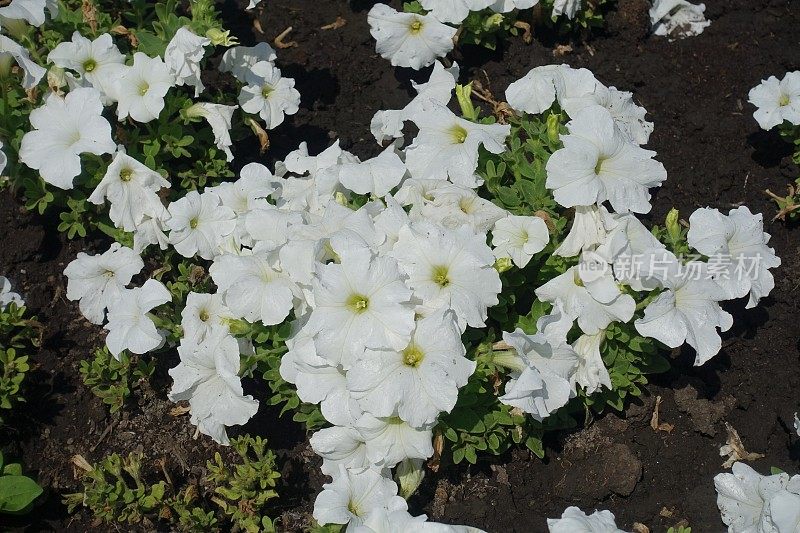 七月，矮牵牛花的白色花朵