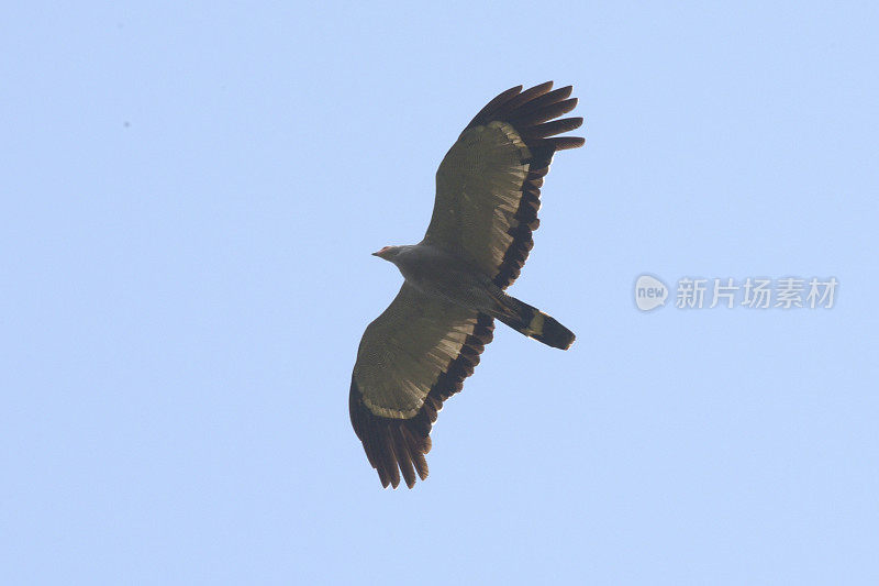 非洲Harrier-Hawk