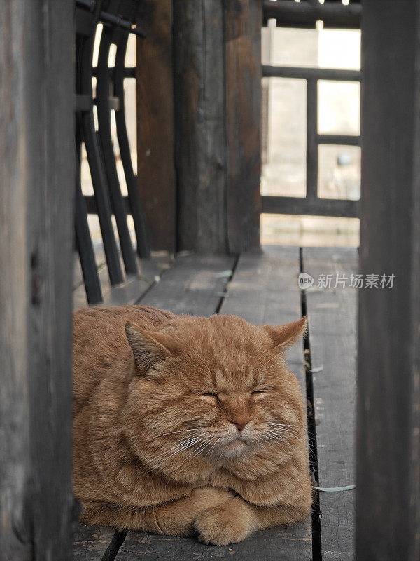 只流浪猫