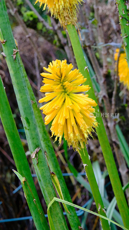 开花Kniphofia