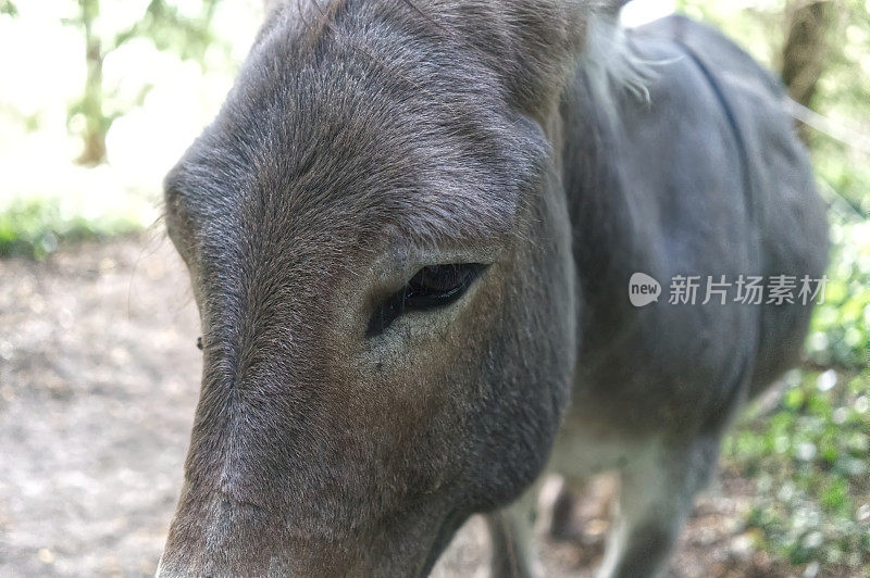 驴眼，特写